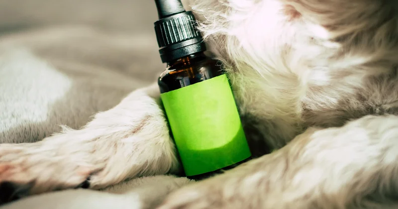 CBD-Öl, Kapseln oder Vape: Welche Einnahme passt zu welchem Moment?