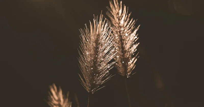 CBD vs. THC: Warum die Verwechslung gefährlich sein kann